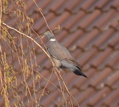 Columba palumbus
