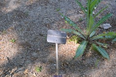 Cirsium monspessulanum