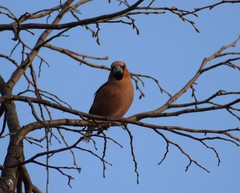 Coccothraustes coccothraustes