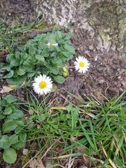 Bellis perennis