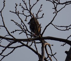 Coccothraustes coccothraustes