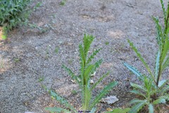 Cirsium monspessulanum