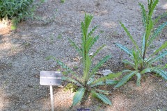 Cirsium monspessulanum