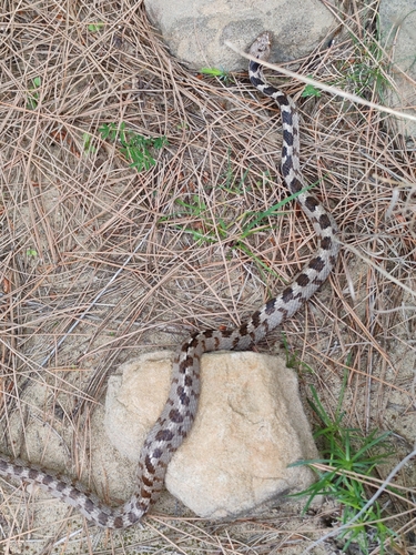 Cat Snake