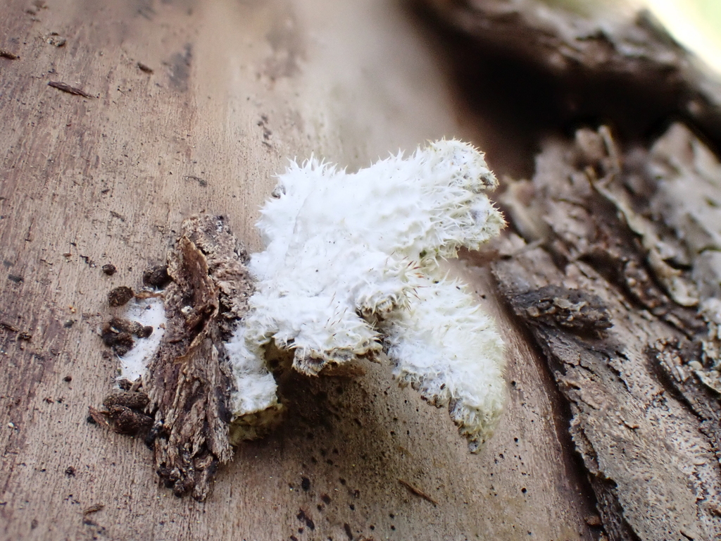Schizophyllum commune · April 2026 · photo: © anita712 (iNaturalist, cc0)