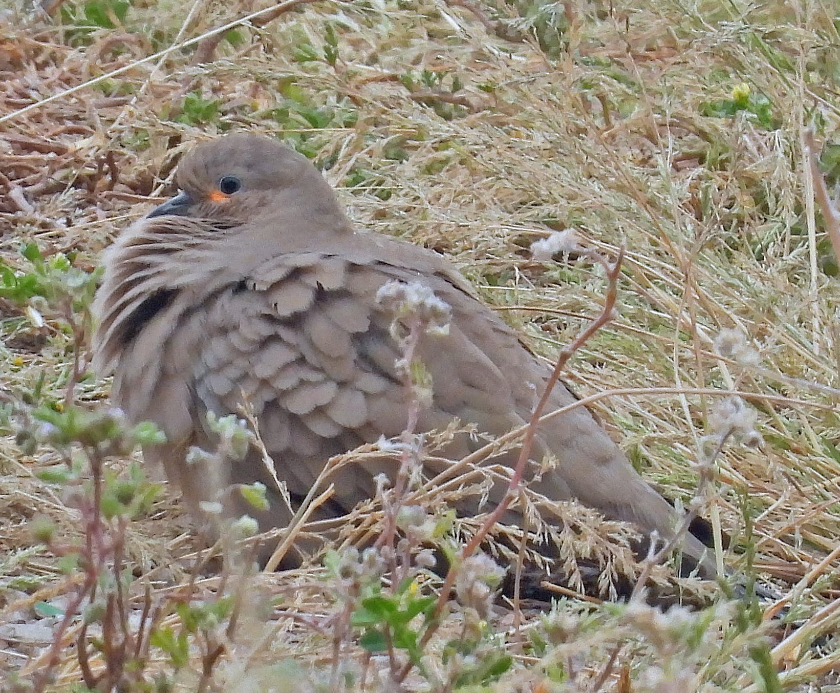 Black-winged Ground Dove (Metriopelia melanoptera), photo 9