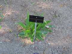 Cirsium monspessulanum