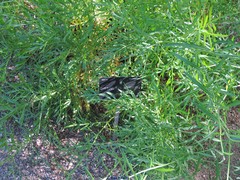 Cheirolophus intybaceus