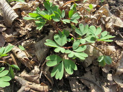 Corydalis intermedia
