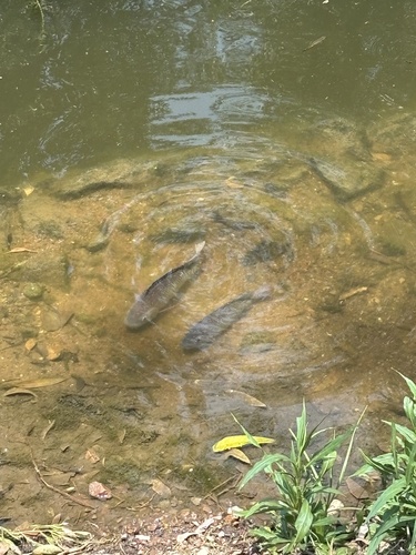 Cyprinus carpio