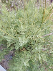 Lavandula canariensis, photograph (c) Olha Sira, some rights reserved (CC BY)