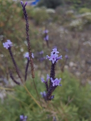 Lavandula canariensis, photograph (c) Olha Sira, some rights reserved (CC BY)