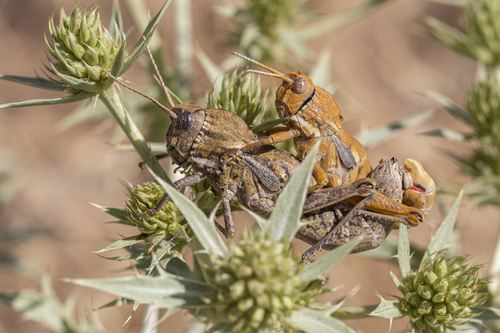 Segura Stone Grasshopper
