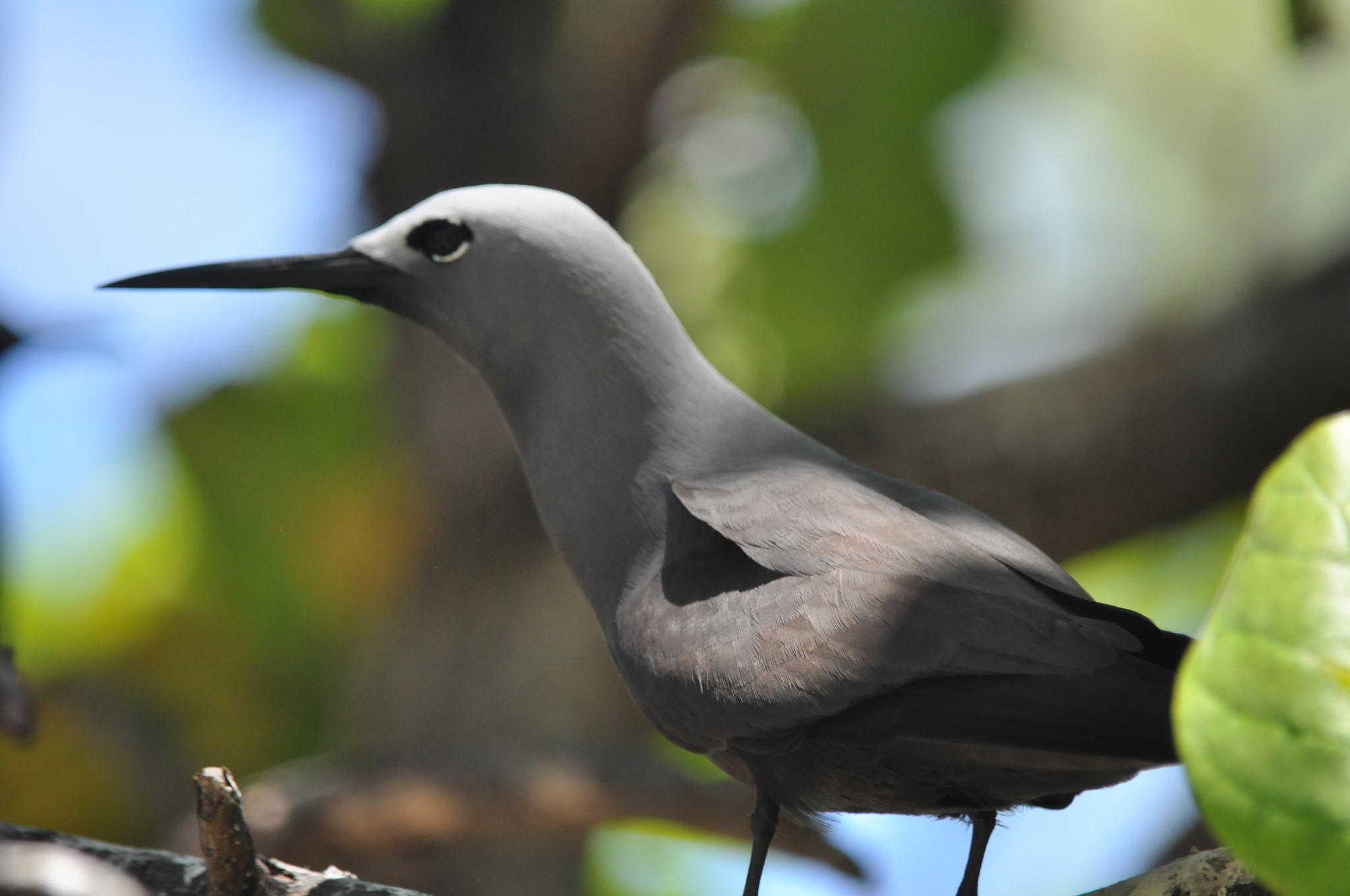 Lesser Noddy