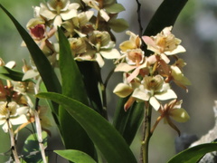 Prosthechea radiata