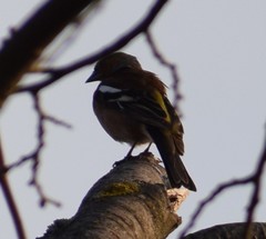 Fringilla coelebs