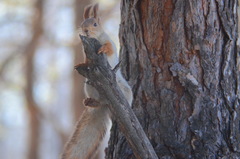 Sciurus vulgaris