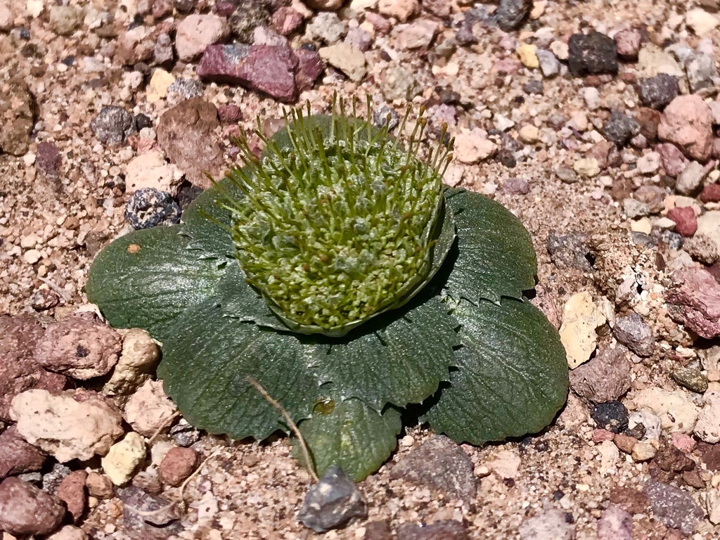 Calycera monocephala