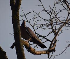 Columba palumbus