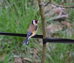 Carduelis carduelis