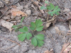 Corydalis intermedia