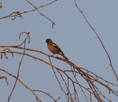 Fringilla coelebs
