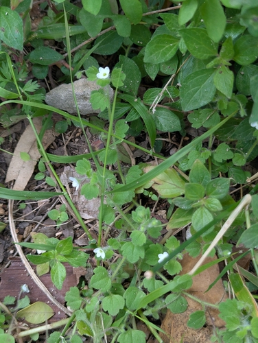 Veronica cymbalaria, photograph 4