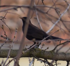Turdus merula