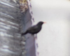 Turdus merula