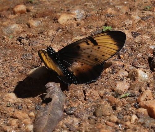 Natal Acraea