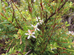 Agathosma crenulata