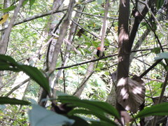 Ceratopipra mentalis