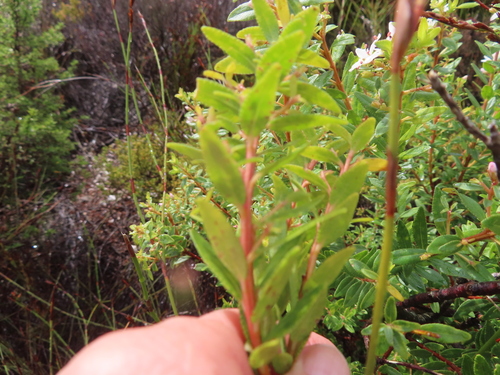 Agathosma crenulata, photograph 2