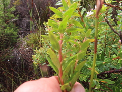 Agathosma crenulata, photograph (c) linkie, some rights reserved (CC BY)