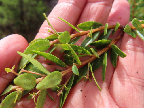 Agathosma crenulata, photograph 1