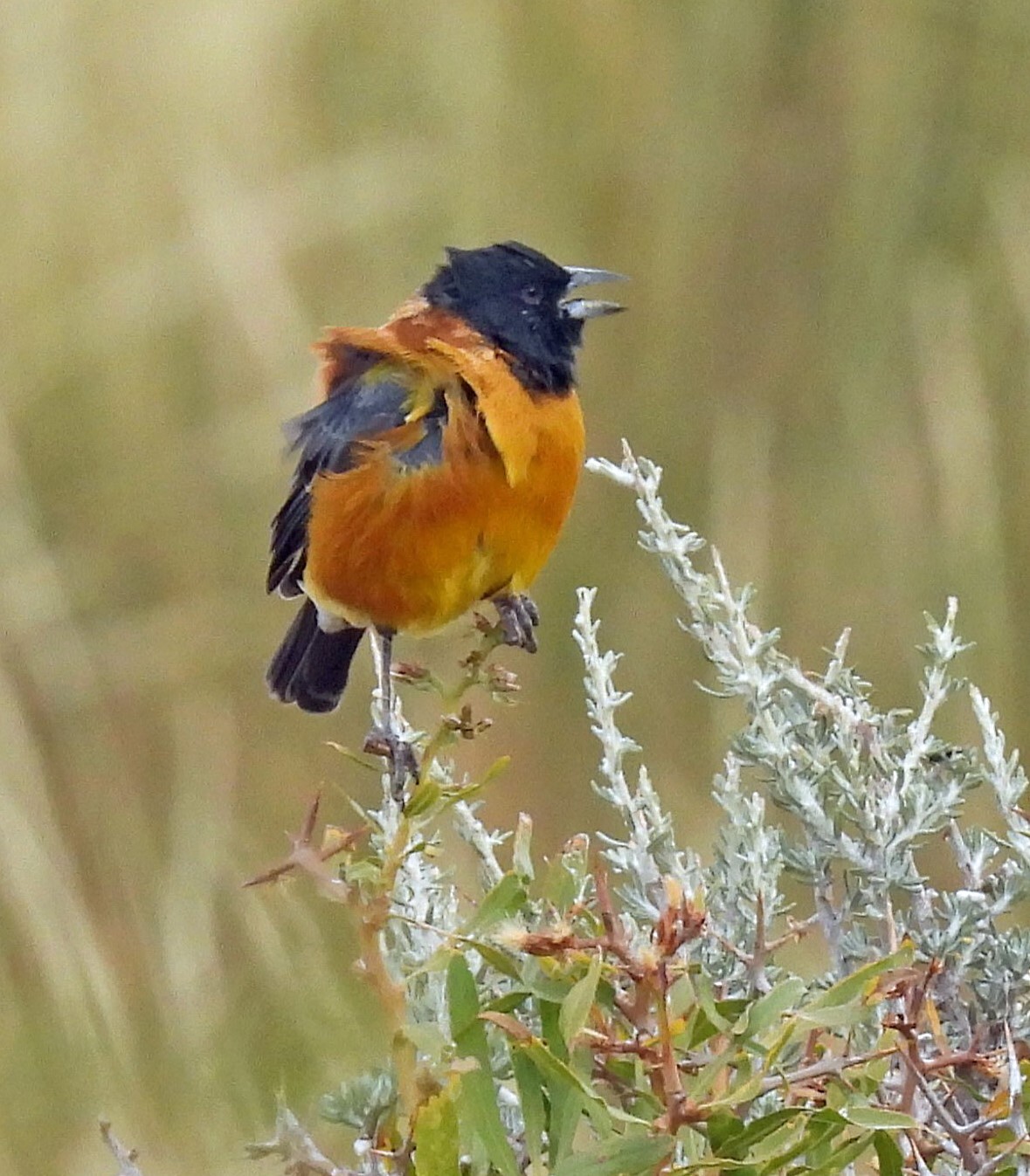 Black-hooded Sierra Finch (Phrygilus atriceps), photo 9
