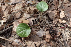 Pyrola rotundifolia