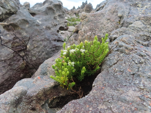 Stilbe rupestris (Stilbe rupestris)