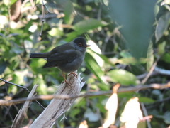 Catharus mexicanus