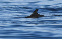 Delphinus delphis