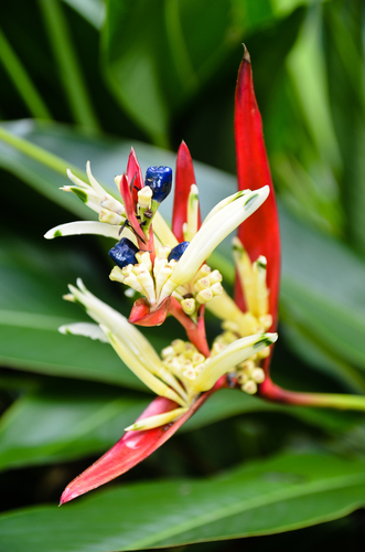 Heliconia psittacorum