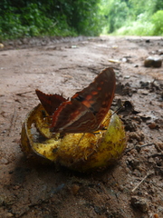 Charaxes lucretius