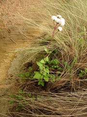 Ageratina prunellifolia