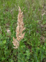 Poa arachnifera