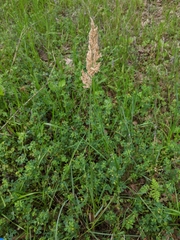 Poa arachnifera