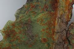 Puccinia hieracii