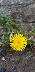 Taraxacum officinale