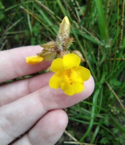 iNaturalist observation photo of seep monkeyflowers