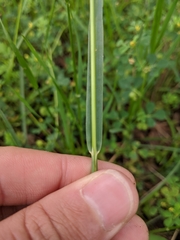 Poa arachnifera