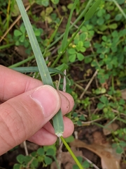 Poa arachnifera